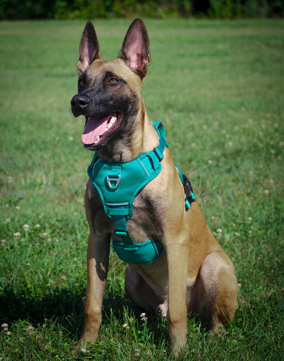 Dog-only fullbody still-shot