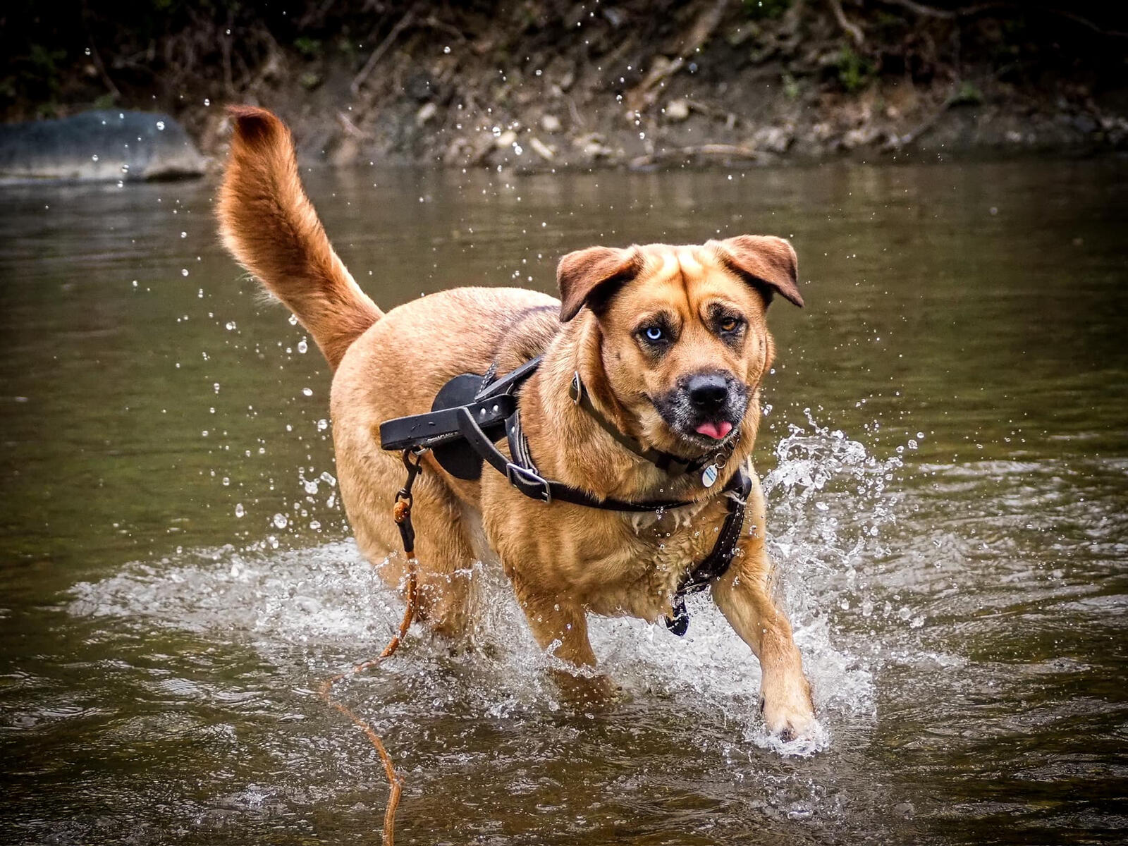 Dog-only fullbody action shot