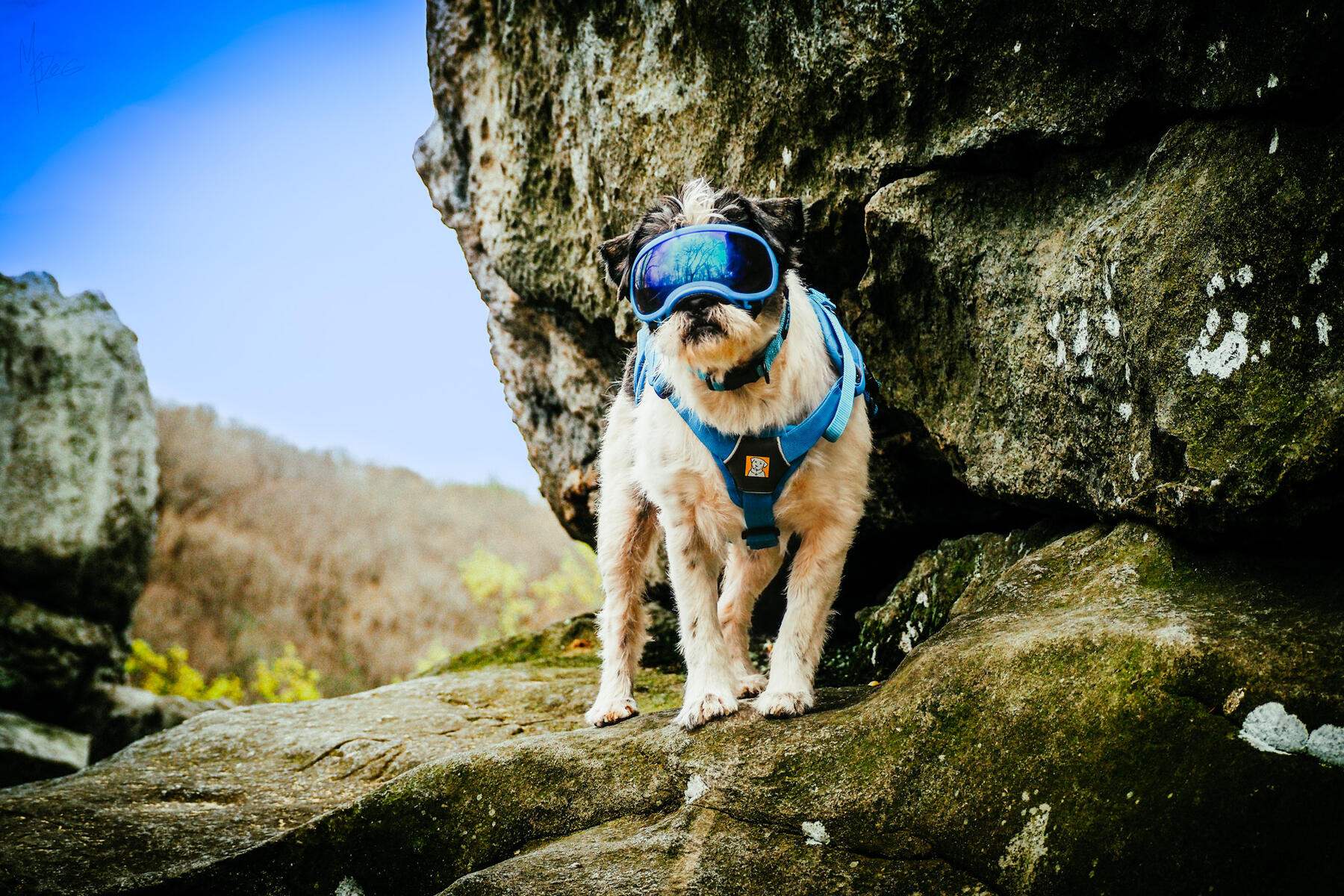 Dog-only fullbody still-shot